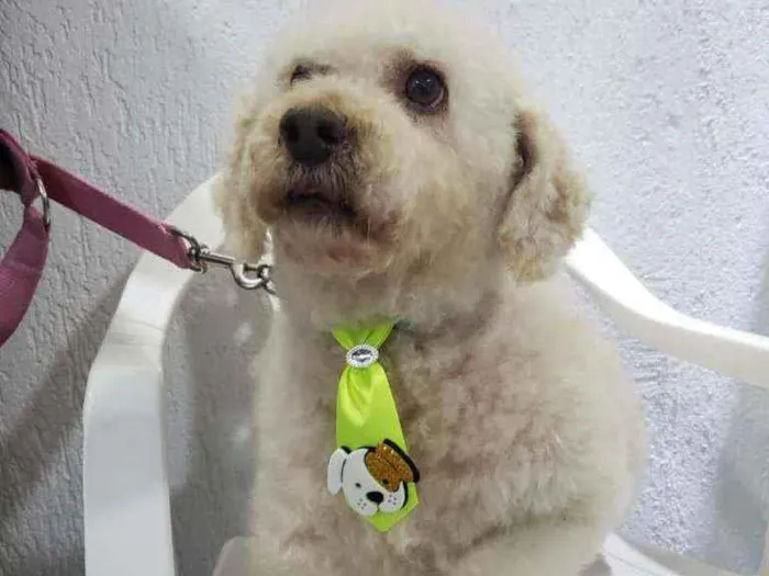 Cachorro raça Podle  idade 6 ou mais anos nome Bartolomeu 