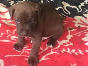 Cachorro raça Fila com labrador  idade Abaixo de 2 meses nome Bela