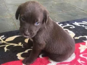 Cachorro raça Fila com labrador idade Abaixo de 2 meses nome Simba