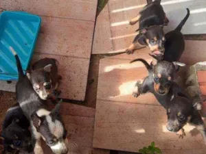 Cachorro raça Vira latas idade 2 a 6 meses nome Sem