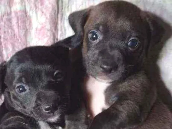Cachorro ra a Vira lata idade 2 a 6 meses nome Théo e Bethânia