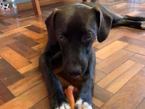 Cachorro raça SRD-ViraLata idade 1 ano nome Perninha