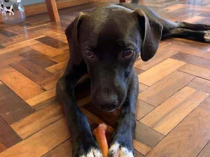 Cachorro ra a SRD-ViraLata idade 1 ano nome Perninha