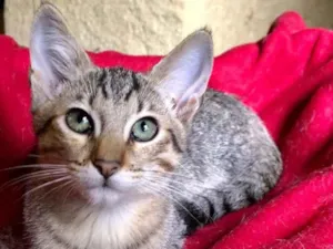 Gato raça Srd idade 2 a 6 meses nome Teca