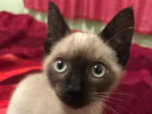 Gato raça Siamês  idade 2 a 6 meses nome Gata (Suzy)