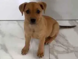 Cachorro raça Vira- Lata  idade Abaixo de 2 meses nome Maria Teresa  “Mali”