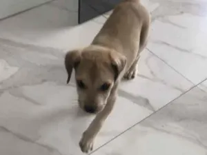 Cachorro raça Vira-lata  idade Abaixo de 2 meses nome Bento 