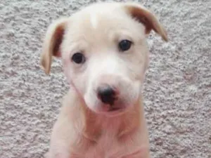 Cachorro raça SRD-ViraLata idade 2 a 6 meses nome BEETHOVEN