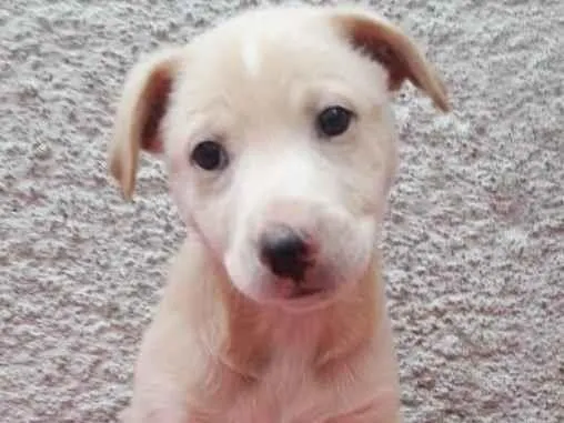 Cachorro raça SRD-ViraLata idade 2 a 6 meses nome BEETHOVEN