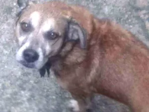 Cachorro raça Viralata idade  nome  Nilo