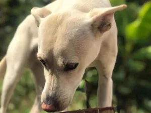 Cachorro raça Viralata idade 1 ano nome Nina