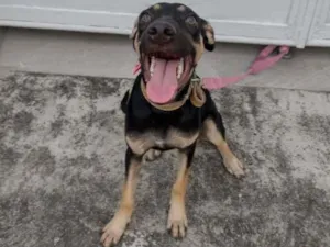 Cachorro raça SRD-ViraLata idade 2 a 6 meses nome mãe e filhotes