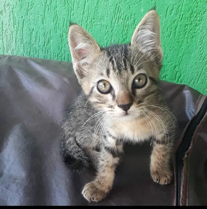 Gato raça  idade 2 a 6 meses nome Feiosa