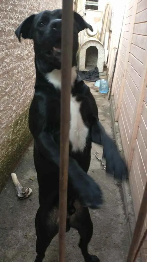 Cachorro ra a Pitbul com labrador  idade 1 ano nome Thor 