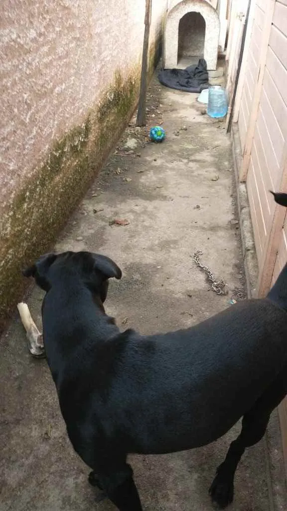 Cachorro ra a Pitbul com labrador  idade 1 ano nome Thor 