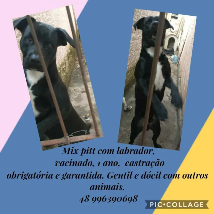 Cachorro ra a Pitbul com labrador  idade 1 ano nome Thor 