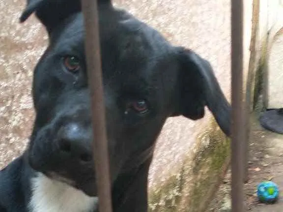 Cachorro ra a Pitbul com labrador  idade 1 ano nome Thor 