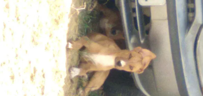 Cachorro raça Srd idade 2 a 6 meses nome Fox,Duke,flor, Mike