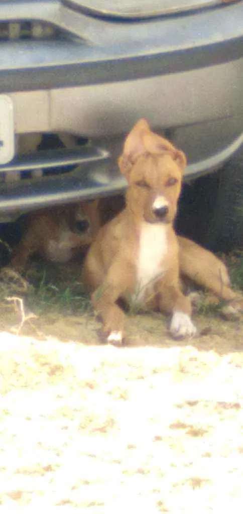 Cachorro raça Srd idade 2 a 6 meses nome Fox