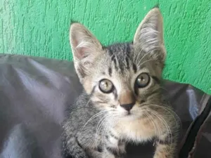 Gato raça  idade 2 a 6 meses nome Feiosa