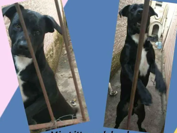 Cachorro ra a Pitbul com labrador  idade 1 ano nome Thor 