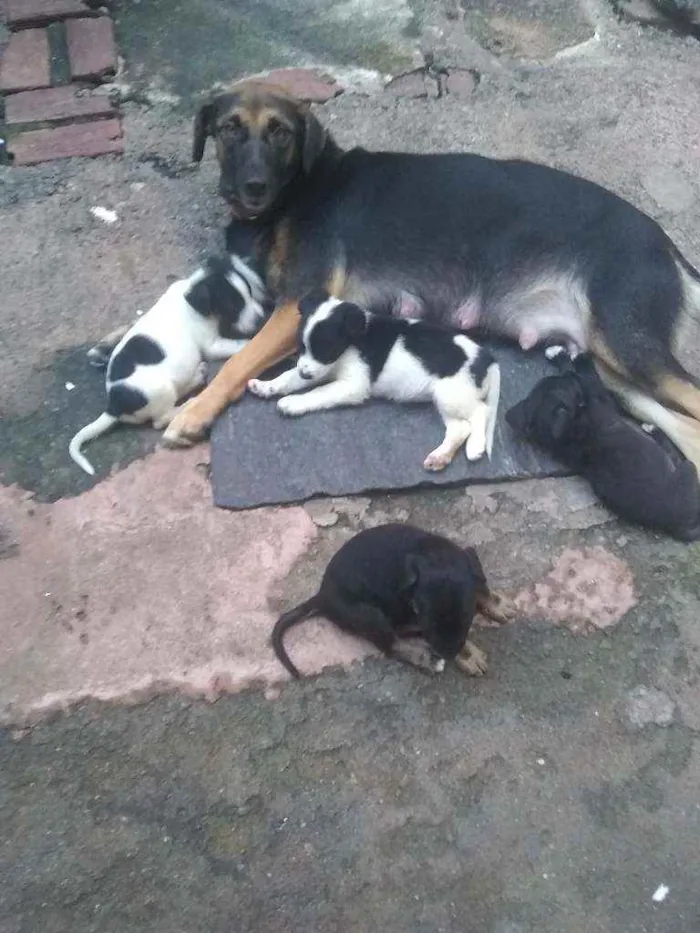 Cachorro ra a Vira lata idade Abaixo de 2 meses nome Ainda não tem nome