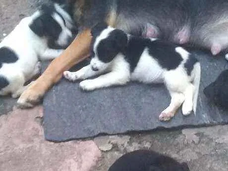 Cachorro ra a Vira lata idade Abaixo de 2 meses nome Ainda não tem nome