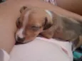Sol