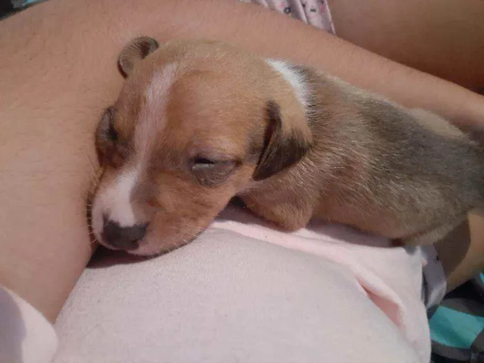 Cachorro ra a Poodle com vira-lata idade Abaixo de 2 meses nome Sol