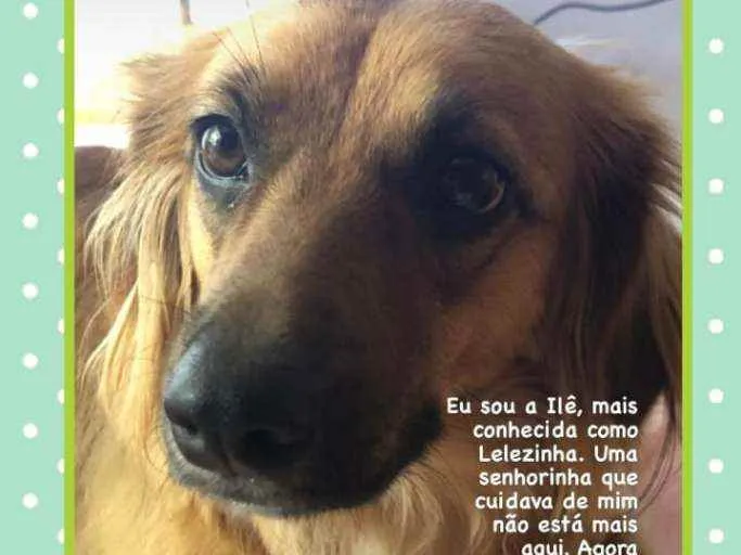 Cachorro ra a SRD idade 2 anos nome Lelezinha
