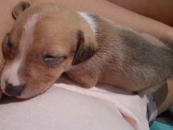Cachorro ra a Poodle com vira-lata idade Abaixo de 2 meses nome Sol