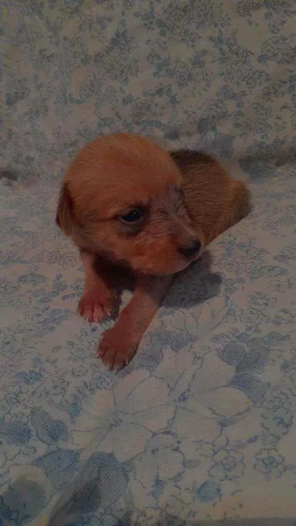 Cachorro ra a Poodle com vira-lata idade Abaixo de 2 meses nome Júpiter