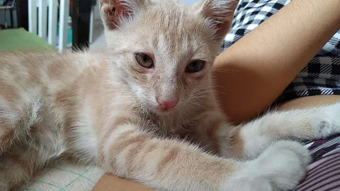 Gato ra a sem raça idade Abaixo de 2 meses nome Frida