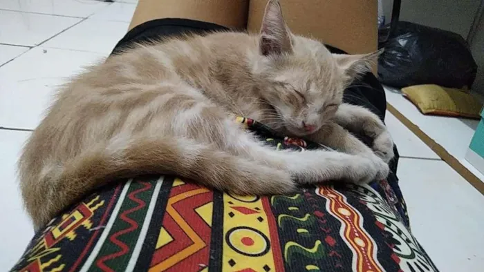 Gato ra a sem raça idade Abaixo de 2 meses nome Frida