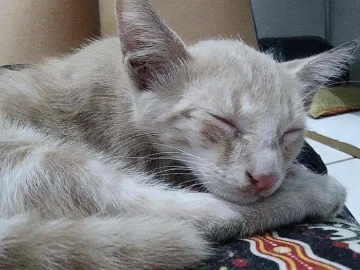 Gato ra a sem raça idade Abaixo de 2 meses nome Frida