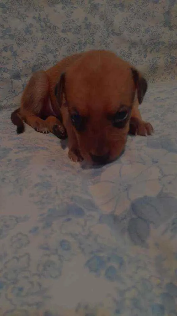 Cachorro raça Poodle com vira-lata idade Abaixo de 2 meses nome Estrela