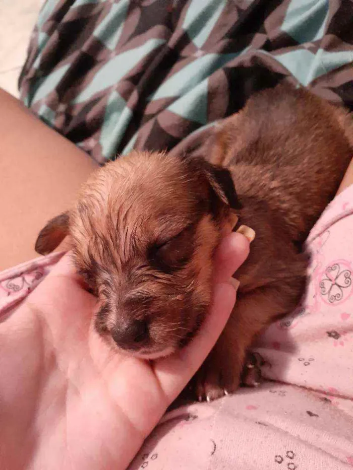 Cachorro ra a Poodle com vira-lata idade Abaixo de 2 meses nome Lara