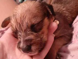 Cachorro raça Poodle com vira-lata idade Abaixo de 2 meses nome Lara