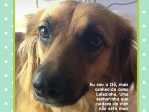 Cachorro raça SRD idade 2 anos nome Lelezinha