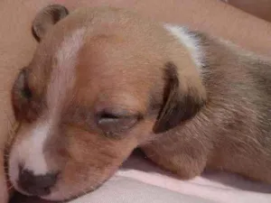 Cachorro raça Poodle com vira-lata idade Abaixo de 2 meses nome Sol