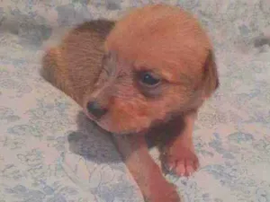 Cachorro raça Poodle com vira-lata idade Abaixo de 2 meses nome Júpiter