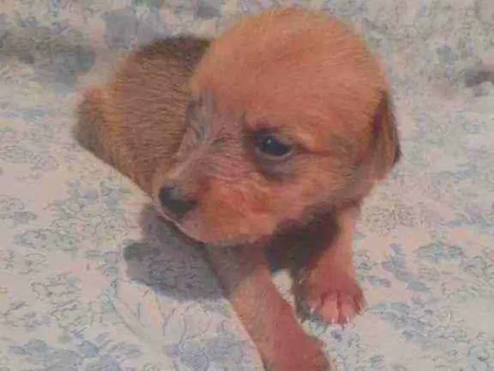 Cachorro ra a Poodle com vira-lata idade Abaixo de 2 meses nome Júpiter
