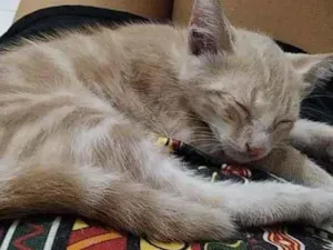 Gato raça sem raça idade Abaixo de 2 meses nome Frida