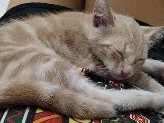 Gato ra a sem raça idade Abaixo de 2 meses nome Frida