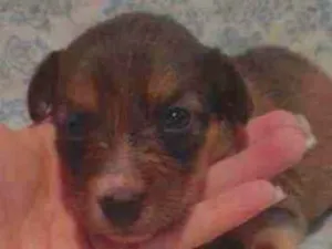 Cachorro raça Poodle com vira-lata idade Abaixo de 2 meses nome Peter