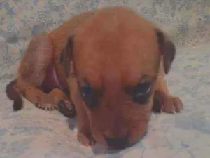 Cachorro raça Poodle com vira-lata idade Abaixo de 2 meses nome Estrela