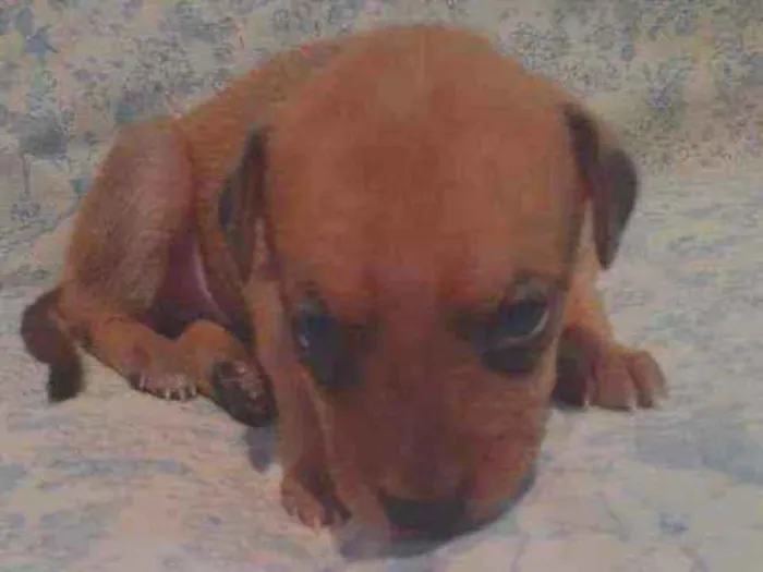 Cachorro raça Poodle com vira-lata idade Abaixo de 2 meses nome Estrela