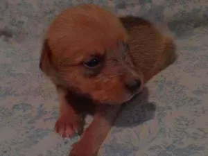 Cachorro raça Poodle com vira-lata idade Abaixo de 2 meses nome Cometa