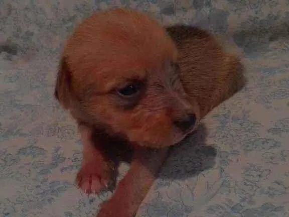 Cachorro ra a Poodle com vira-lata idade Abaixo de 2 meses nome Cometa