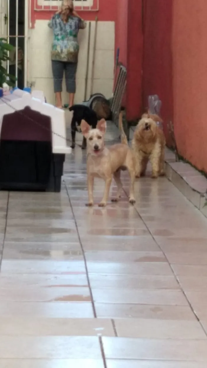 Cachorro ra a indefinida idade 3 anos nome lolo